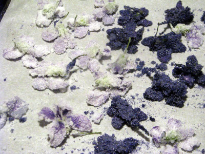 caster_sugar_crystalize_flo caster sugar crystalizes nicely onto flowers, looks dainty