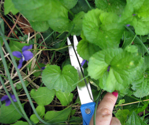 cutting_violets