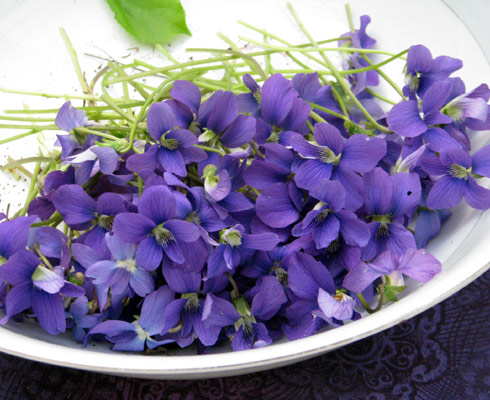 Violet flowers collected in a bowl, ready to be candied soon