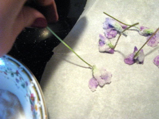milk_dipped_violet milk-dipped violets are clumpy.