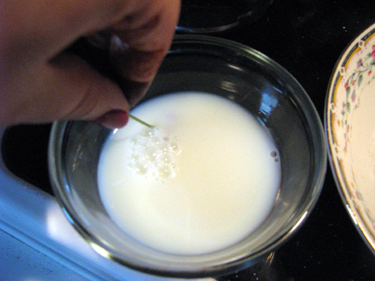 milk_dipping_violet dipping the flower head of a violet into milk to pre-coat it for sugaring - not the best method