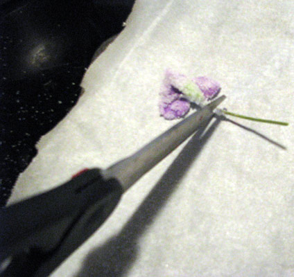 snip_violet_stem using tiny scissors to snip the violet stems once they are already laid flat